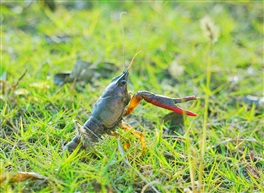 虾遛