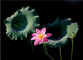 《出水芙蓉》