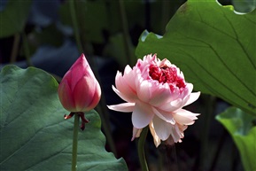 并蒂莲1