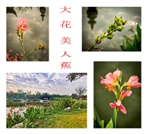 《大花美人蕉