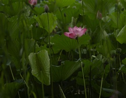 雨后夏荷