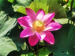 荷花3