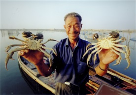 阳澄湖大闸蟹