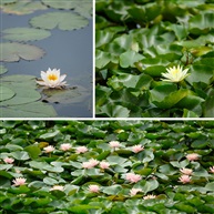 水莲花