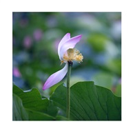 《独剩凋零迎风傲》