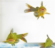 《昂刺鱼》