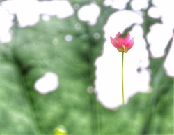 荷
