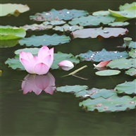 莲