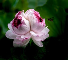 《并蒂莲》