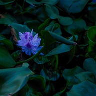 “簇拥”你的美
