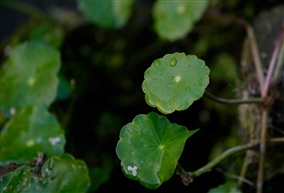 雨后铜钱草