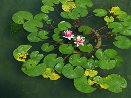 睡莲3
