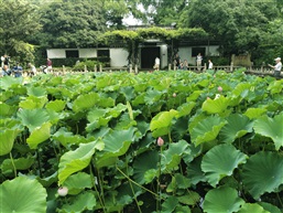 夏日荷池3