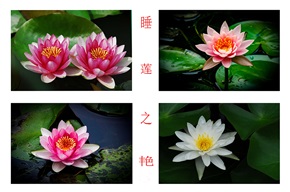 《睡莲之艳》