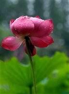 《莲花》