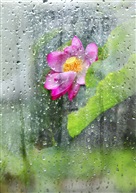 雨荷