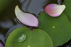 《花落流水》