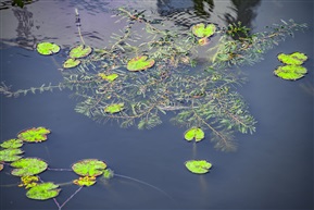 《菹草》