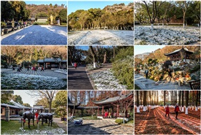 亭林初雪
