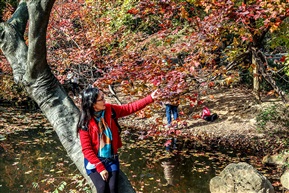 天平山枫叶红了-5