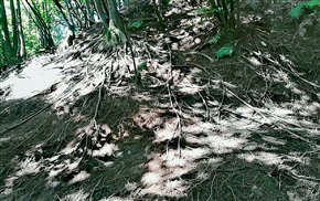 根