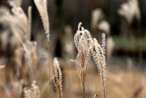 悠悠