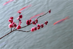 锦鲤赏红梅