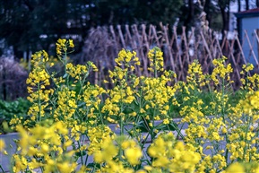 计家墩油菜花海-9