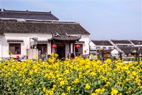 莲花岛上菜花香-7