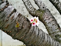 櫻花