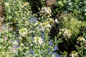 彩色油菜花-4