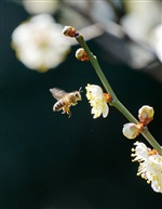 采蜜
