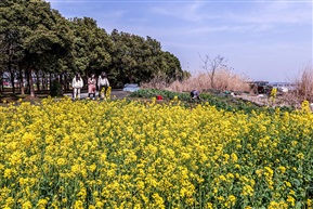 莲花岛上菜花香-6