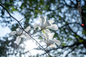玉兰花开