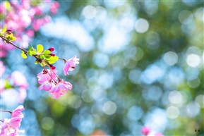 酒醉还来花下眠