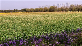 大唐生态园彩色油菜花