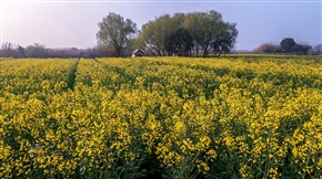 计家墩油菜花海-2