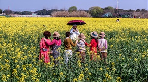 计家墩油菜花海-4