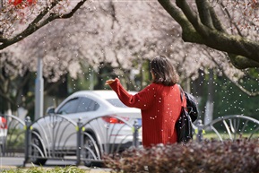 花雨