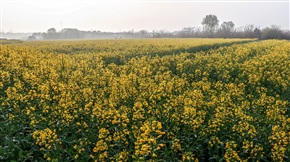 计家墩油菜花海-1