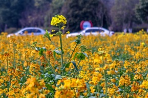 彩色油菜花-3