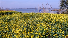 莲花岛上菜花香-1