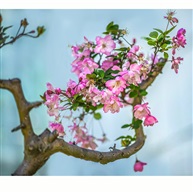 《海棠》（1）