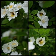 采蜜