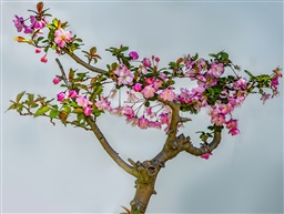 《海棠花开》