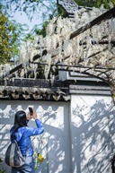 《三月阳春》