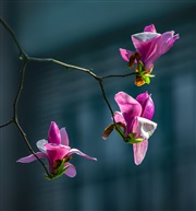 《紫玉兰》
