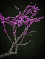 《紫荊》