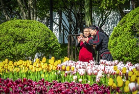 《春花绽放时》（2）