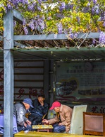 《花篱下》